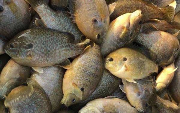 太阳鱼有几种叫法?