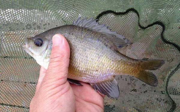 太阳鱼吃什么食物?