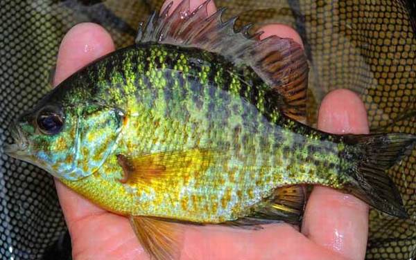 太阳鱼可以长到多大?