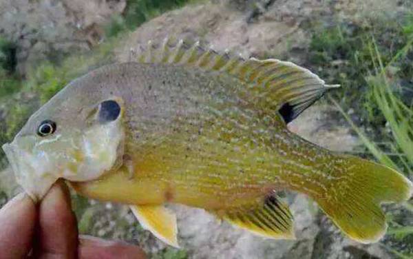 太阳鱼可以长到多大?