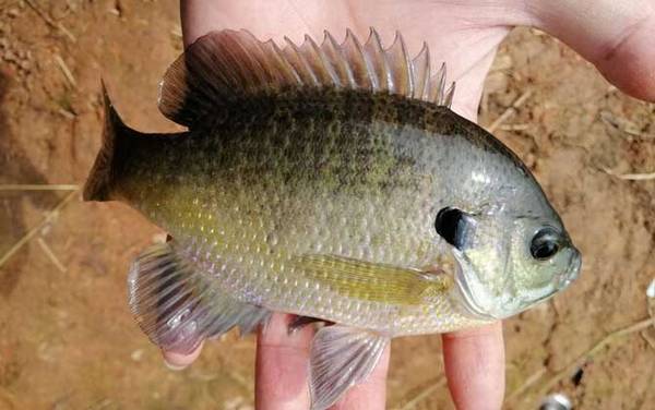 太阳鱼和鲈鱼哪个好?