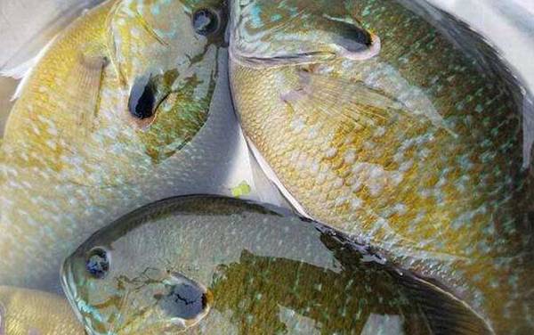 太阳鱼有天敌吗?