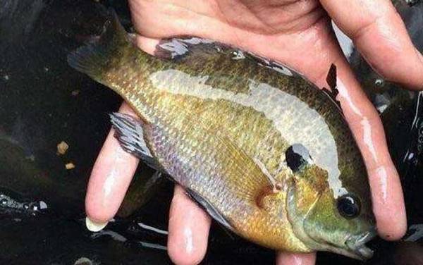 太阳鱼到底有没有毒?