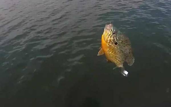 太阳鱼到底有没有毒?