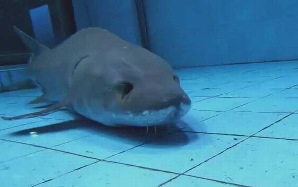 人工养殖鲟鱼多少钱一斤?