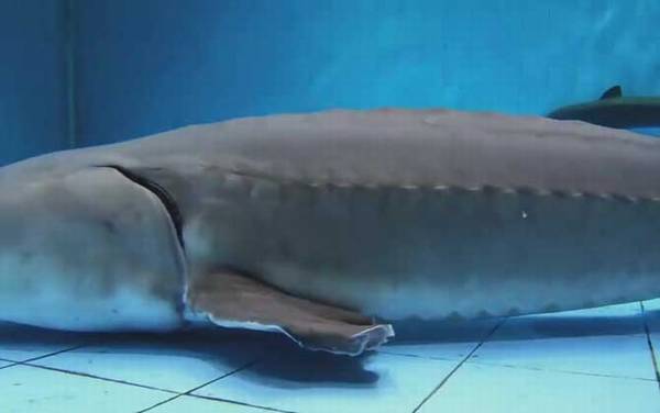 人工养殖鲟鱼多少钱一斤?