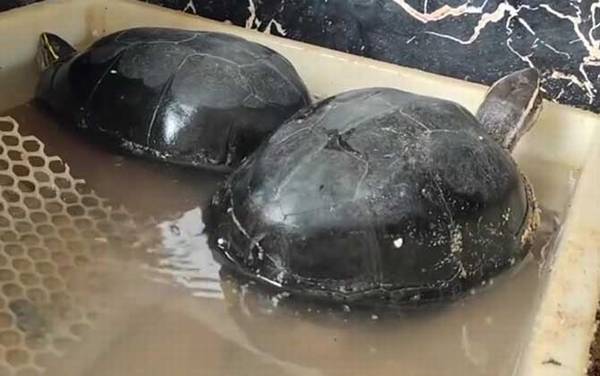 安布闭壳龟是什么龟?