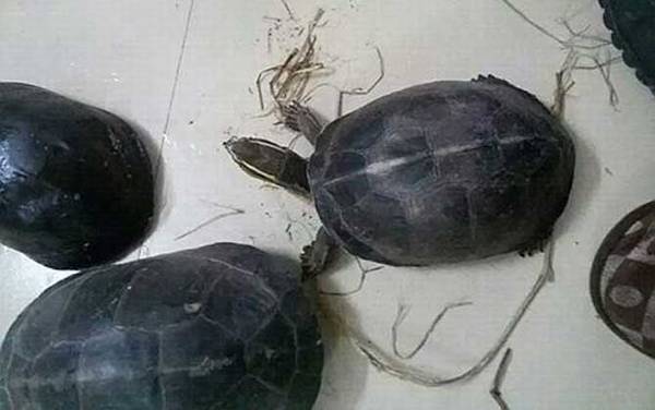 安布闭壳龟是什么龟?