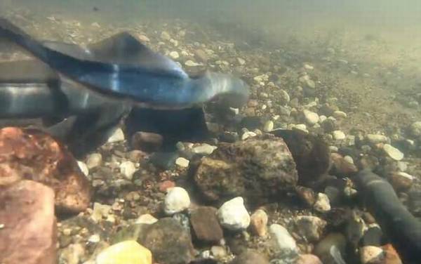 八目鳗是什么动物?