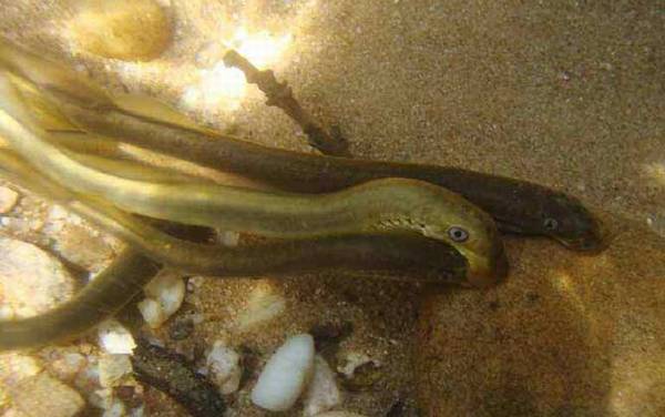 八目鳗是什么动物?