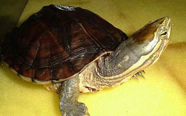 安南龟是什么龟?