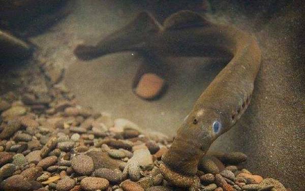 八目鳗是什么动物?