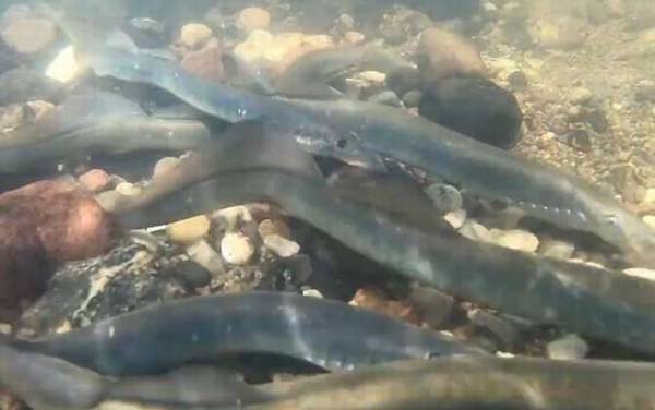 八目鳗是什么动物?