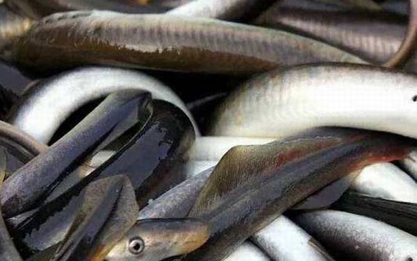 八目鳗是什么动物?