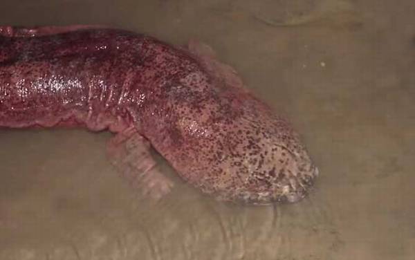 娃娃鱼是什么动物?