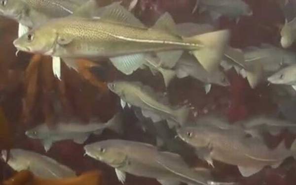 鳕鱼价格多少钱一斤?