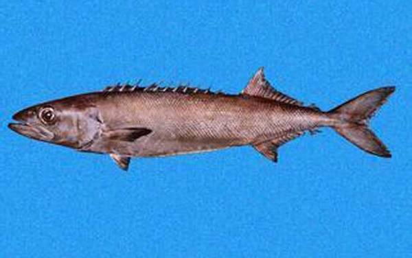 龙鳕鱼是什么鱼?