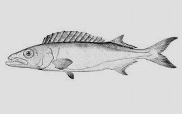 龙鳕鱼是什么鱼?