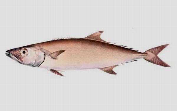 水鳕鱼是什么鱼?