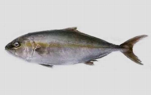 水鳕鱼是什么鱼?