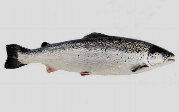 银鳕鱼是什么鱼?