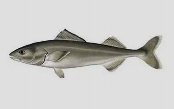 银鳕鱼是什么鱼?