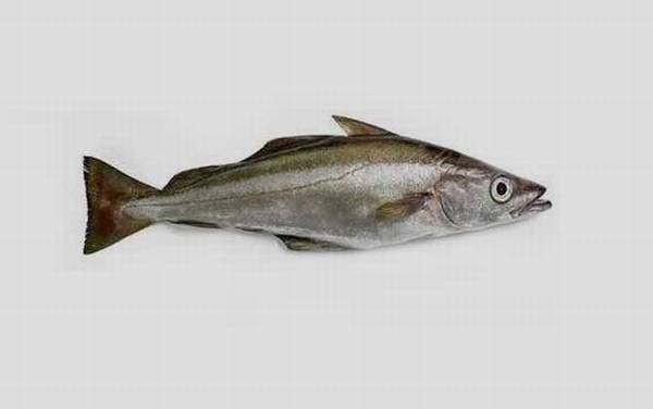 银鳕鱼是什么鱼?