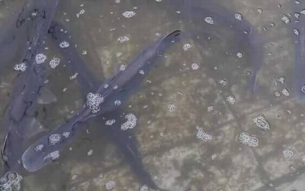 鸭嘴鱼是什么鱼?