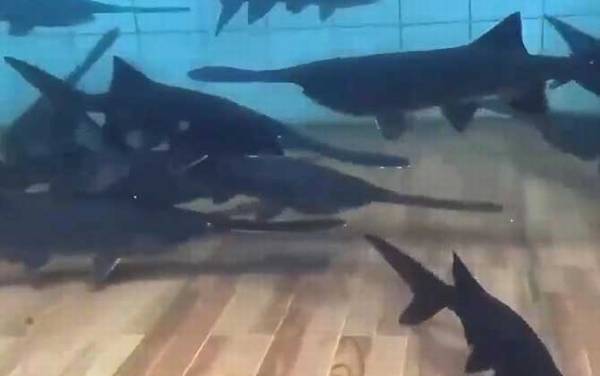 鸭嘴鱼是什么鱼?