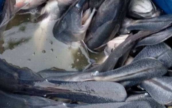 鸭嘴鱼是什么鱼?