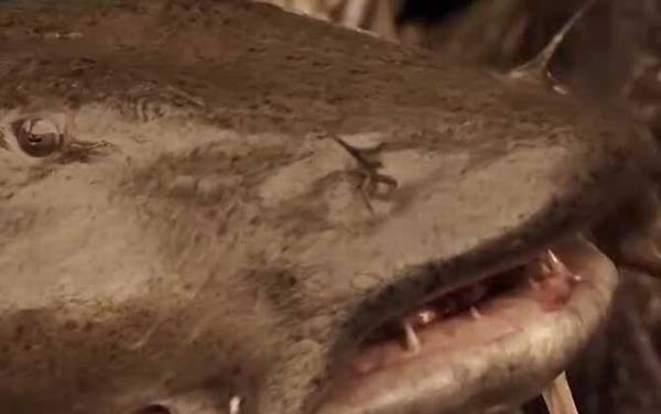 坦克鸭嘴鱼是什么鱼?