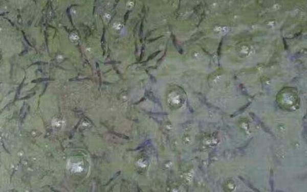 鸭嘴鱼苗价格多少钱一条?