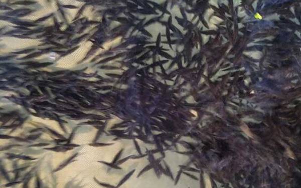 鸭嘴鱼苗价格多少钱一条?