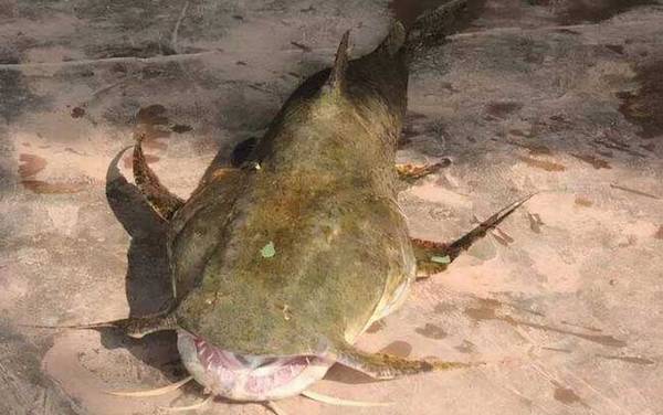 坦克鸭嘴鱼是什么鱼?