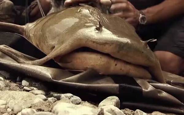 坦克鸭嘴鱼是什么鱼?