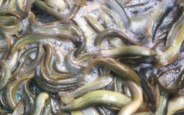 泥鳅怎么养在家里不死?