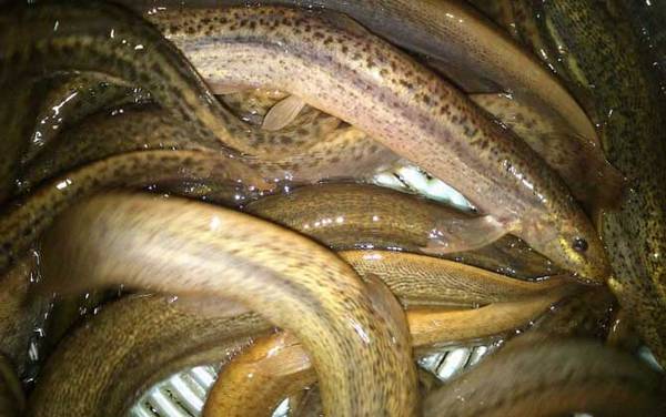 泥鳅怎么养在家里不死?