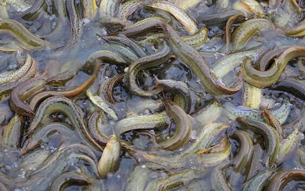 泥鳅怎么养在家里不死?