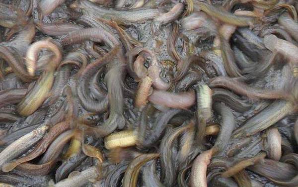 泥鳅吃鱼的粪便吗?