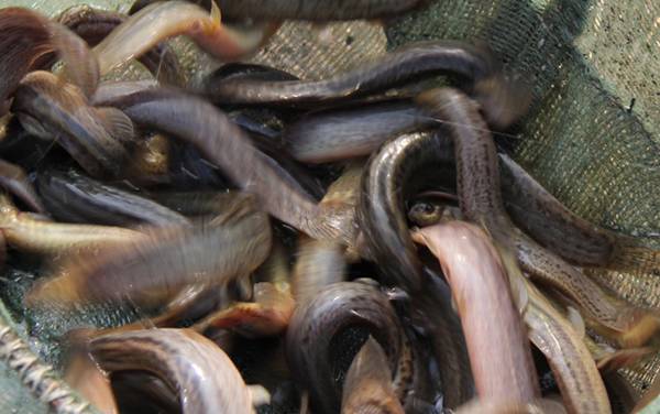 泥鳅吃鱼的粪便吗?