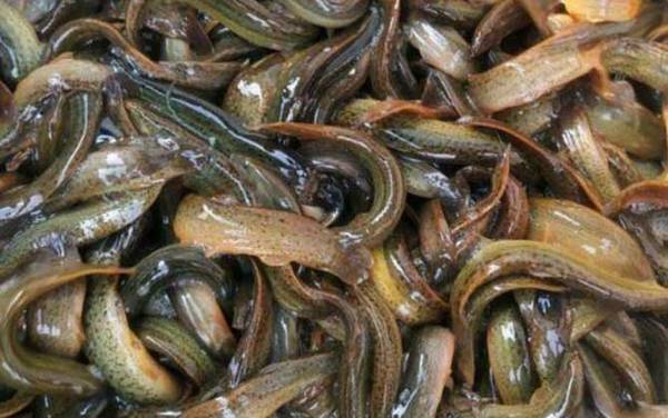 为什么很多人不建议养泥鳅?