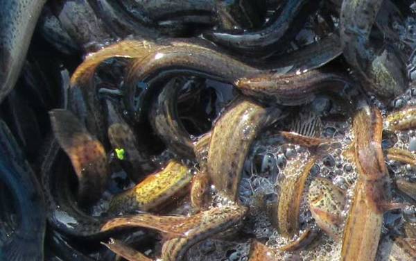 为什么很多人不建议养泥鳅?