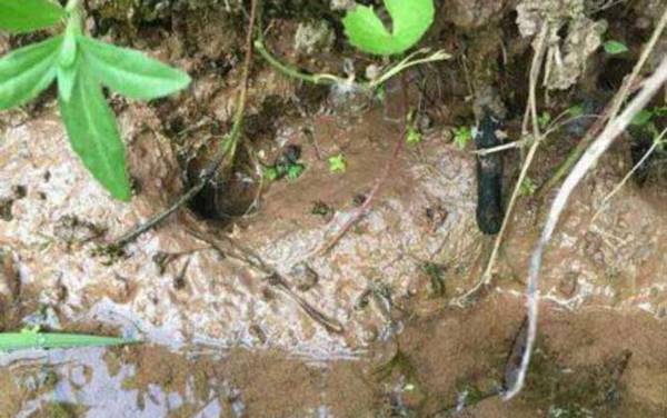 黄鳝和泥鳅是鱼类吗?