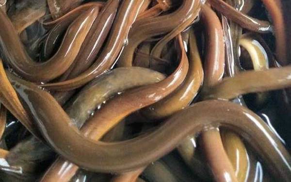 黄鳝和蛇有什么区别?