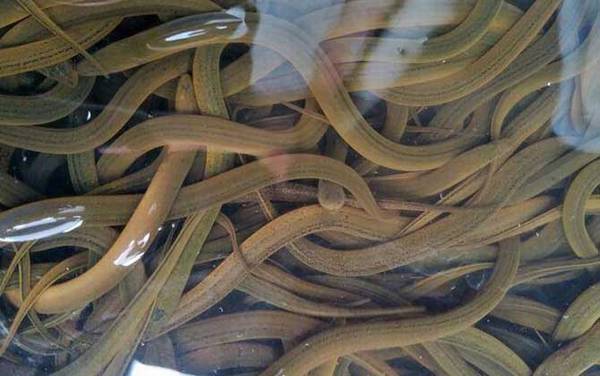 黄鳝和蛇有什么区别?