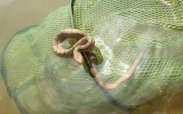 黄鳝和蛇有什么区别?