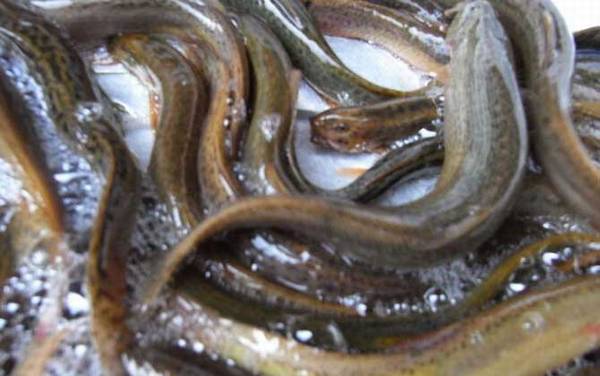 黄鳝为什么比泥鳅贵?