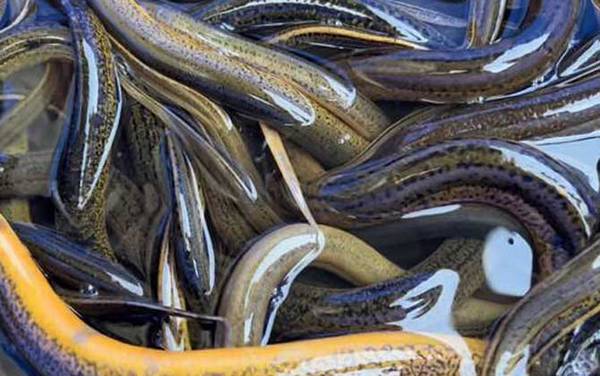 黄鳝为什么比泥鳅贵?