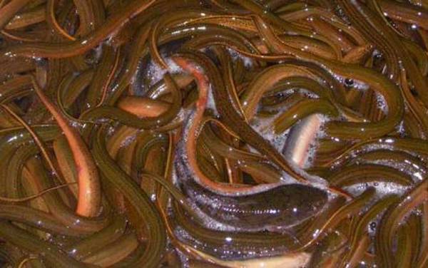 黄鳝性别是怎么转变的?