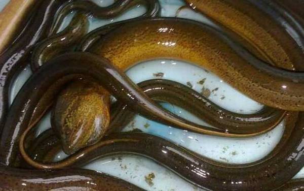 黄鳝性别是怎么转变的?